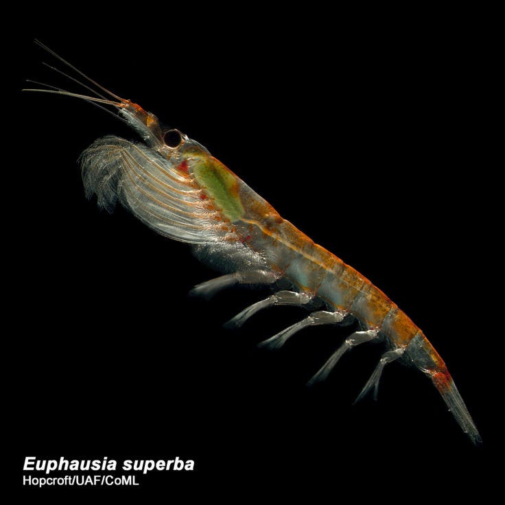 Que es el krill